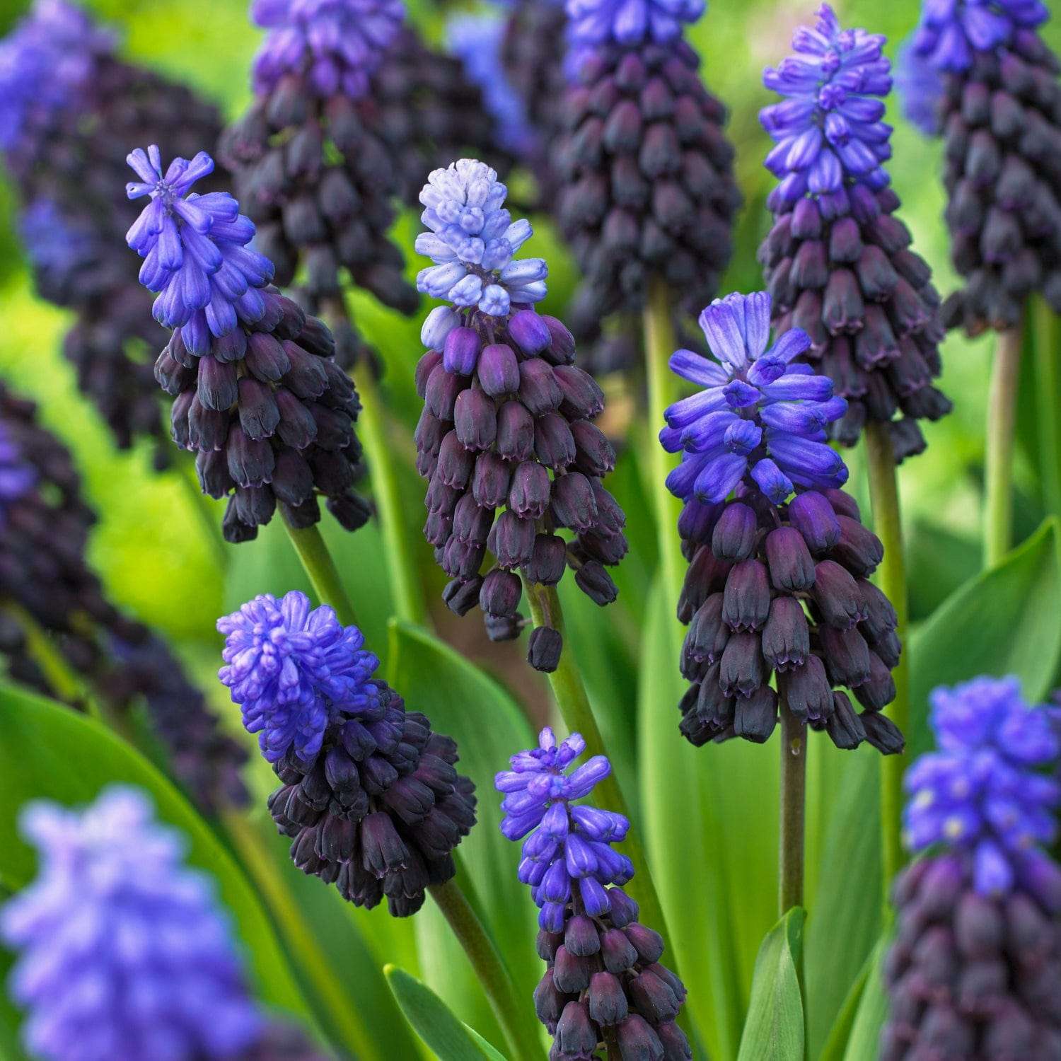 Traubenhyazinthe 'Latifolium' - Perlehyacinter